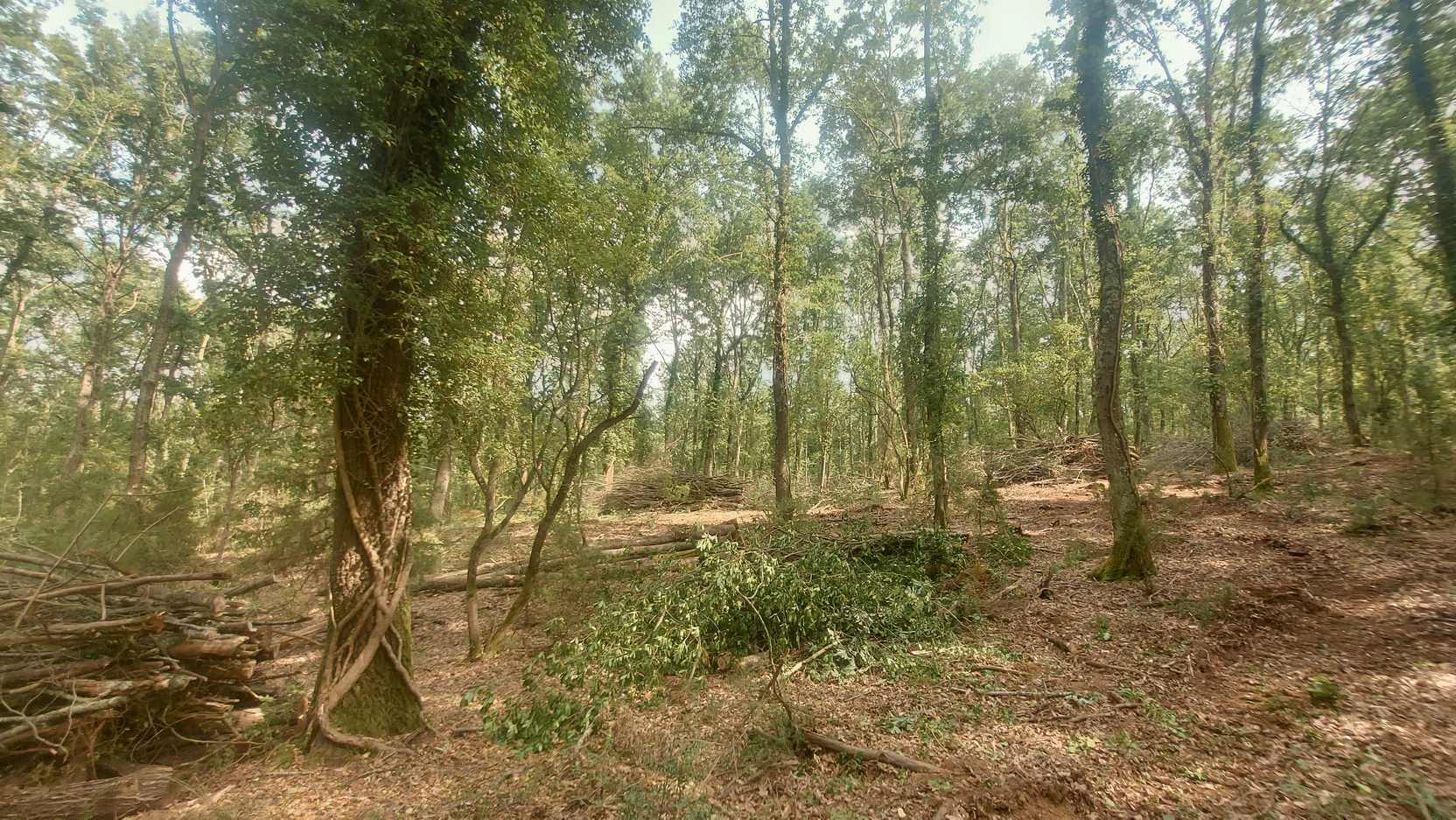 Bosco di latifoglie con luce tra gli alberi