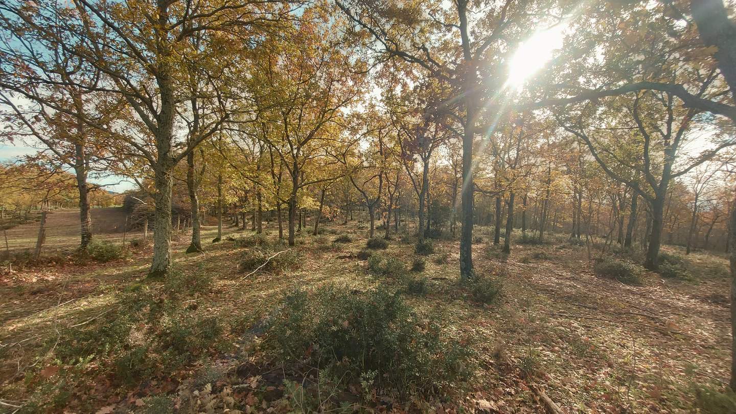 Bosco di querce illuminato dal sole
