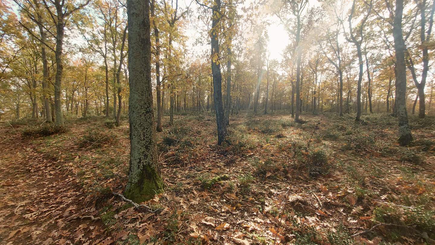 Bosco di querce rado, con luce e sottobosco