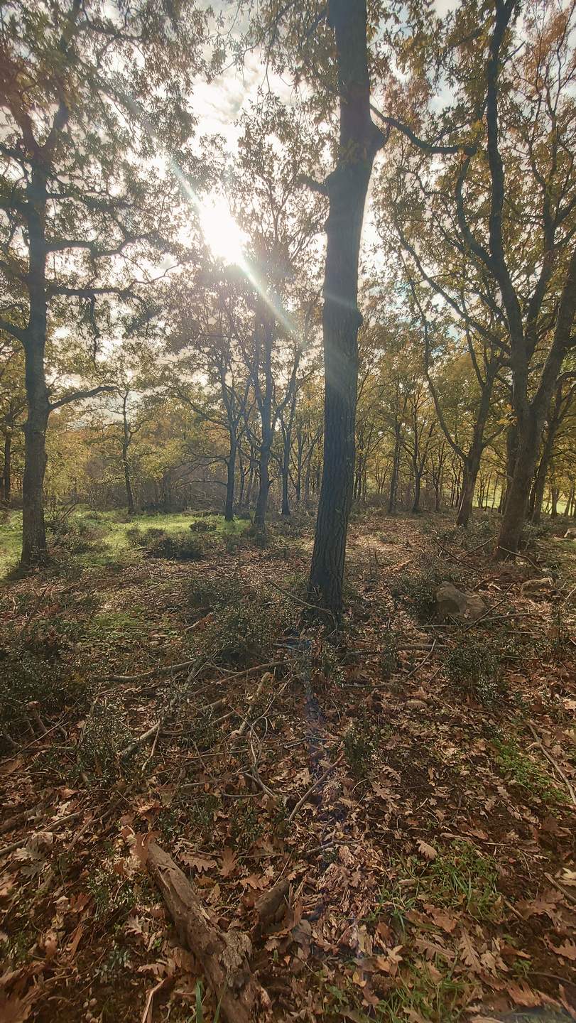 Sentiero in un bosco di querce attraversato dalla luce