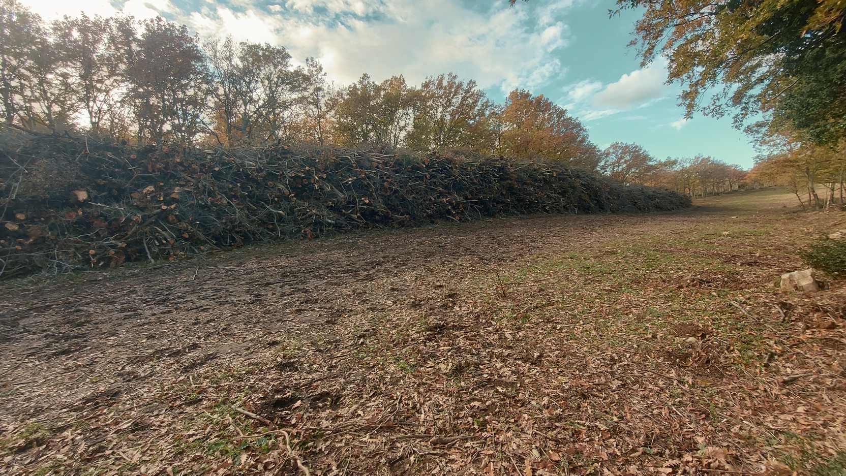 Biomassa legnosa raccolta in un cantiere forestale