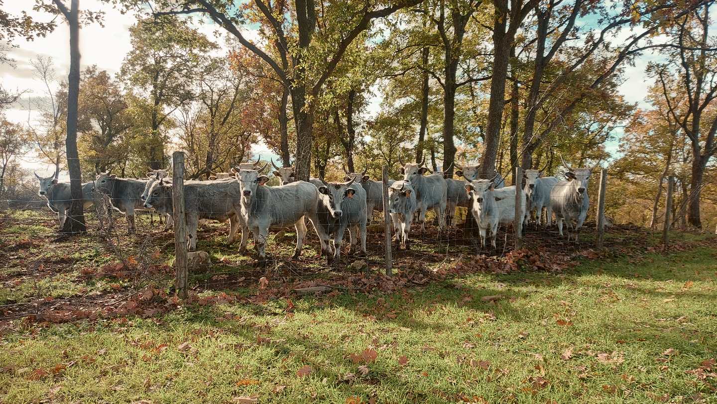 Bovini al pascolo sotto le querce