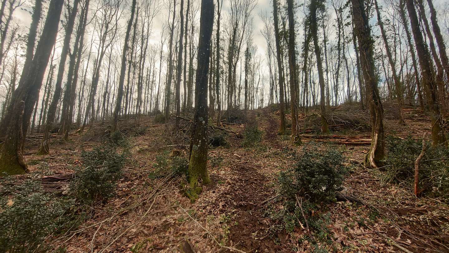 Bosco di faggi curato, con luce tra i tronchi