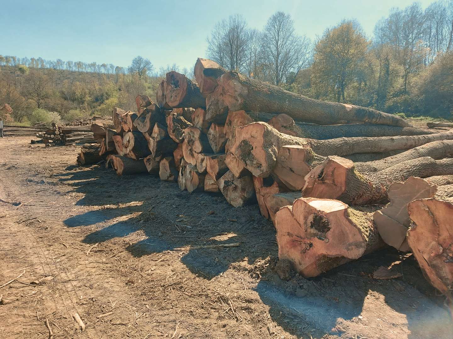 Catasta di tronchi di castagno in un cantiere Barili
