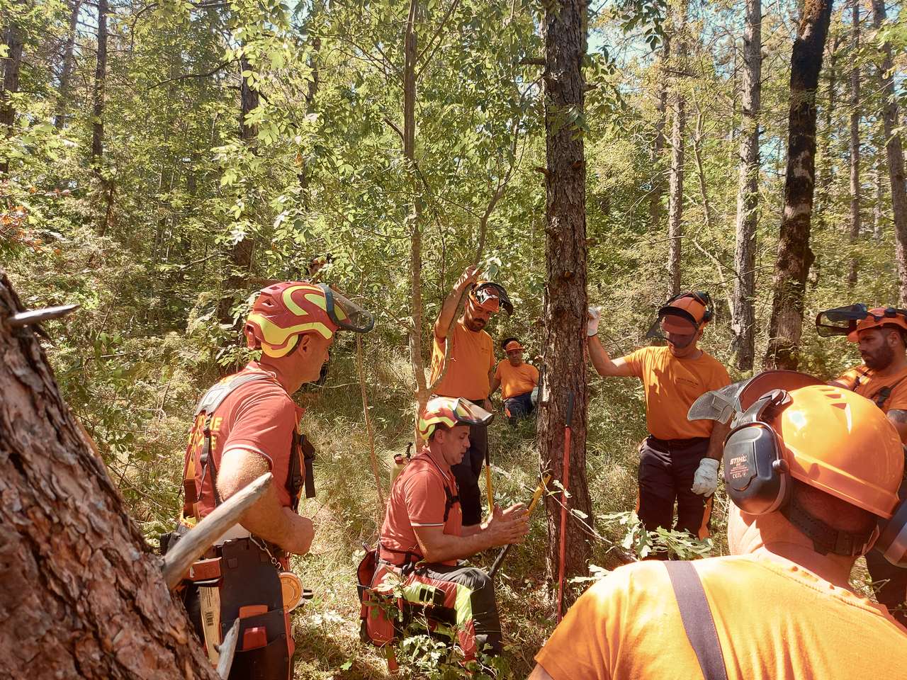Operatori forestali con dispositivi di protezione attorno a un albero