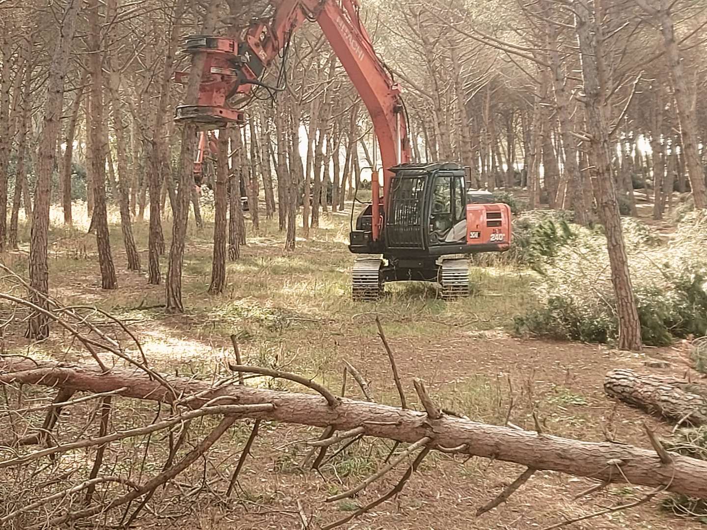 Macchina forestale al lavoro in un bosco di pini